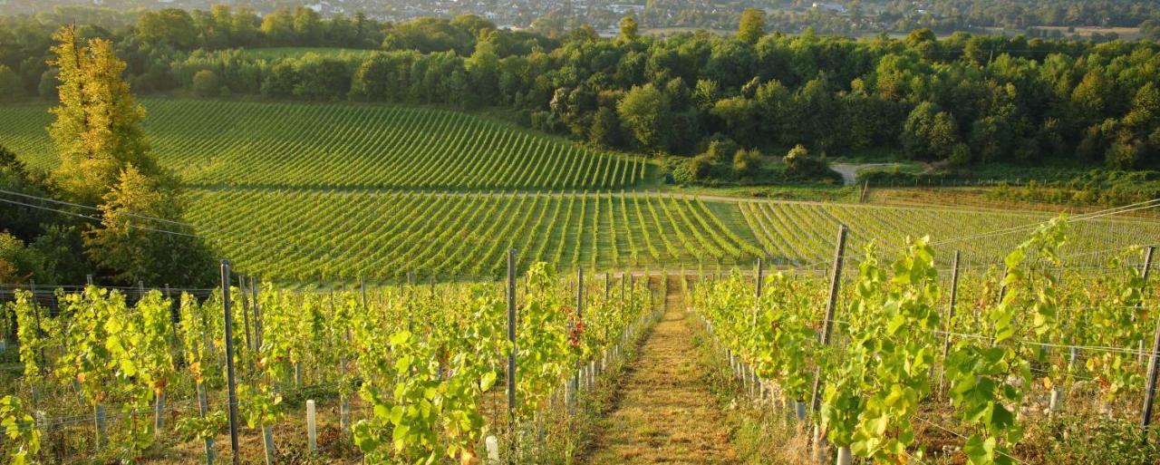 Denbies Vineyard Hotel Dorking Zewnętrze zdjęcie